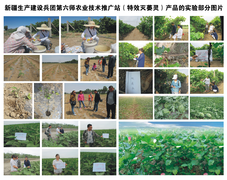 新疆生產建設兵團第六師農業(yè)技術推廣站(產品的實驗部分圖片
