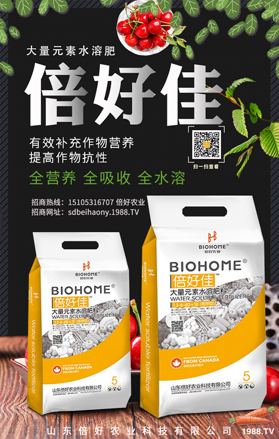 花菜什么時候種植,花菜的種植方法!