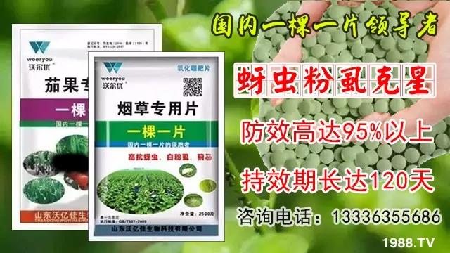 蚜蟲、飛虱防不住?一片藥輕松搞定!預(yù)防率95%,持效長達(dá)120天!