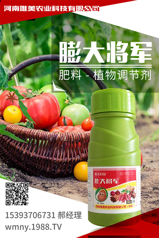 秋季棚室的管理內(nèi)容,秋季大棚蔬菜種植注意事項!