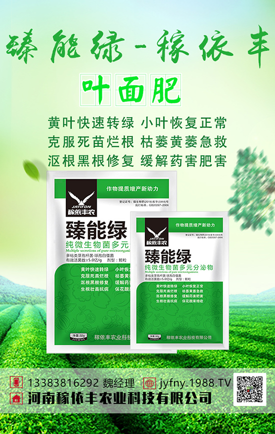 萵筍施肥有方法,萵筍四大科學施肥技術(shù)!
