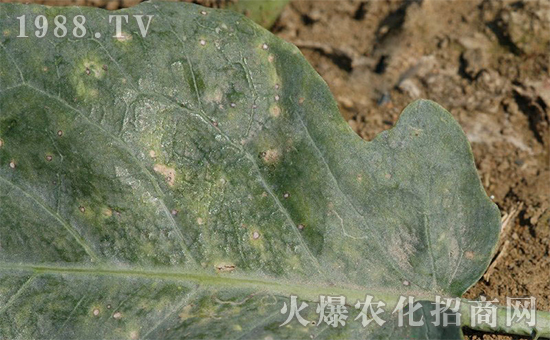 芥藍(lán)黑斑病為害癥狀3