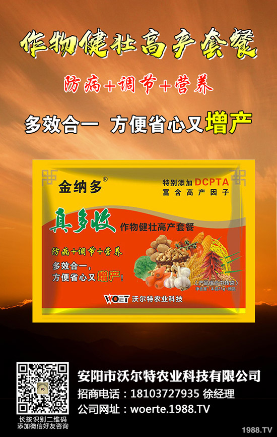 番茄怎么種出苗好,番茄種植時間及栽培技術(shù)!
