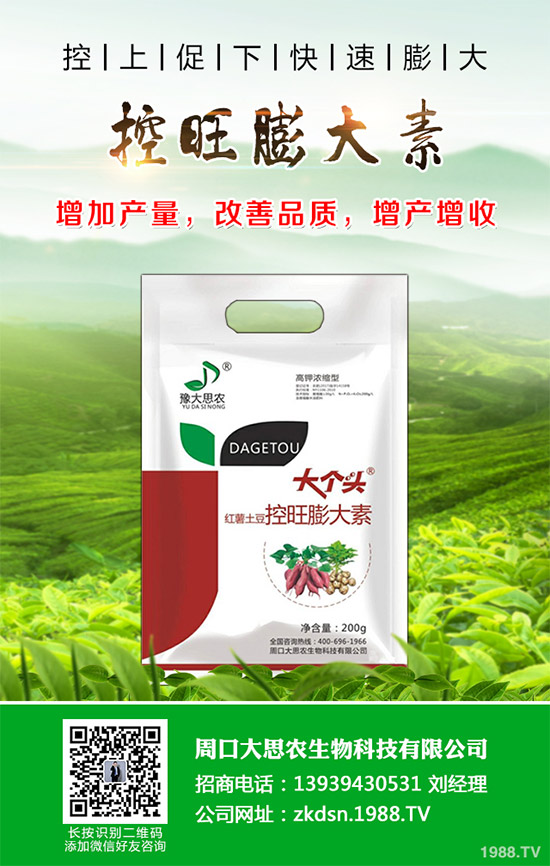 茄子瘋長到不結(jié)果是咋回事?該如何預(yù)防?茄子瘋長的發(fā)生原因及預(yù)防措施!