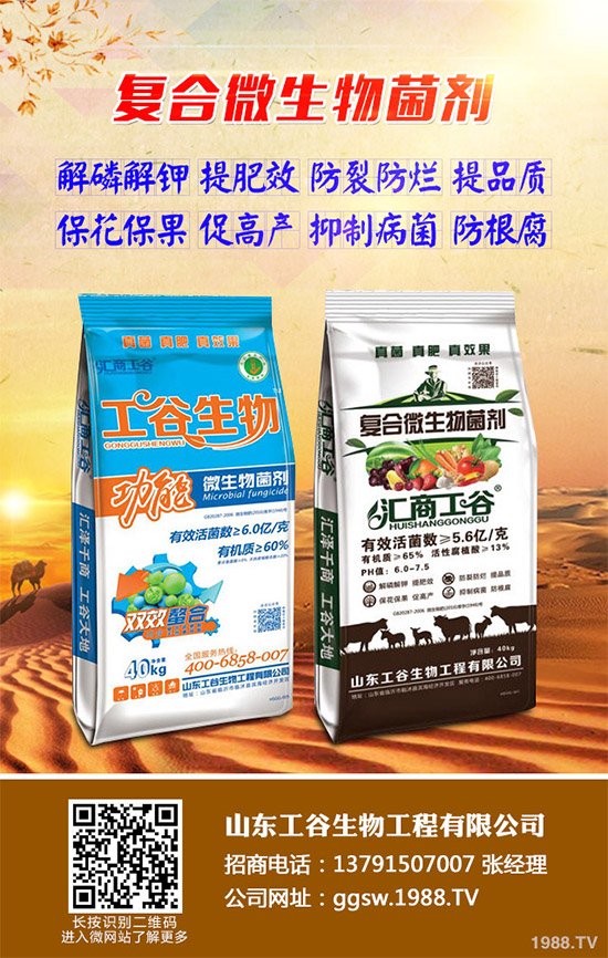 茼蒿什么時候種植比較好?該如何種植?茼蒿的種植時間及種植技術