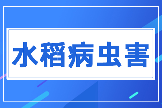 水稻病蟲(chóng)害