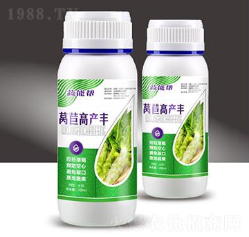 萵苣高產(chǎn)豐-蔬能幫-穗滿(mǎn)倉(cāng)
